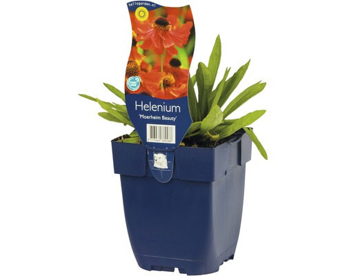 Helenium Moerheim Beauty en pot
