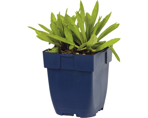 Plante aquatique en pot plastique