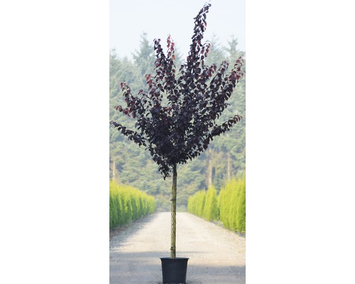 Blutpflaume im Topf für den Garten