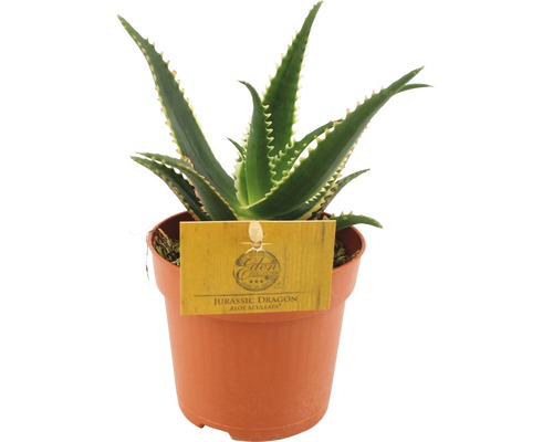 Aloe 'Aloe Aculeata' 10,5er Topf