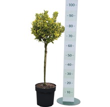 Im Topf befindlicher Spindelstrauch als Kugelbaum mit Größenangabe.