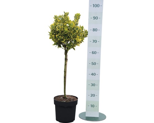 Im Topf befindlicher Spindelstrauch als Kugelbaum mit Größenangabe.