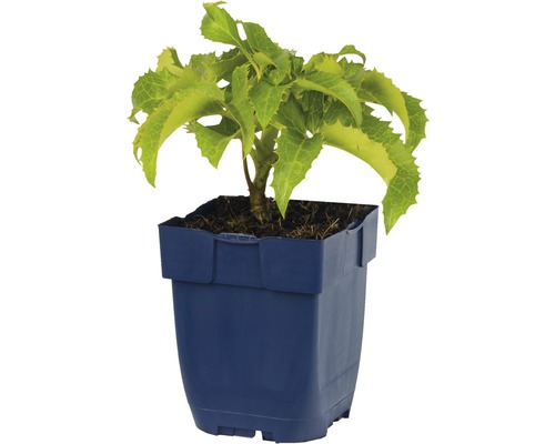 Hortensia dans un pot bleu