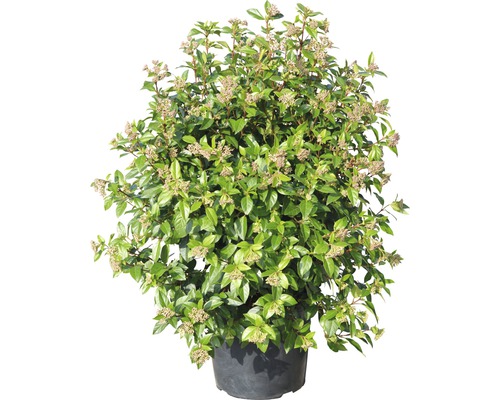 Immergrüner Schneeball im Topf