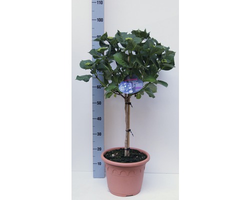Gartenhortensie, Bauernhortensie FloraSelf Hydrangea macrophylla Stämmchen H ca. 40-50 cm Co 8,7 L