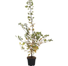 Érable champêtre en pot