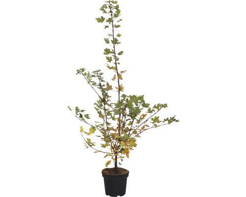 Érable champêtre FloraSelf® Acer campestre Ø 40 H 100-125 cm