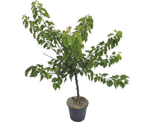 Mini-abricot ARCADIA® Garden Aprigold® auto-fertile, 80-120 cm