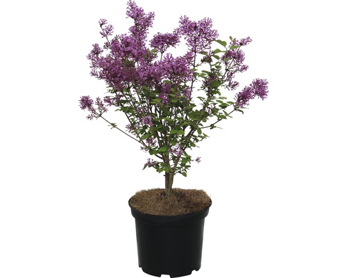Zwerg Duftflieder FloraSelf® Syringa microphylla Dark Purple Ø 20 H 40-50 cm Zwergflieder in einem Topf