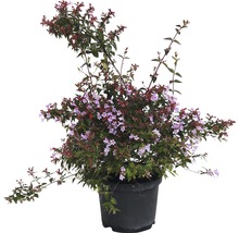 Abelia en pot