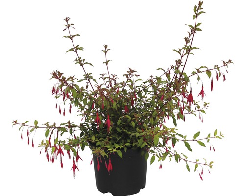 Scharlach-Fuchsie FloraSelf® Fuchsia magellanica var. Gracilis Ø 20 H 40-50 cm Fuchsienpflanze im Topf mit roten Blüten