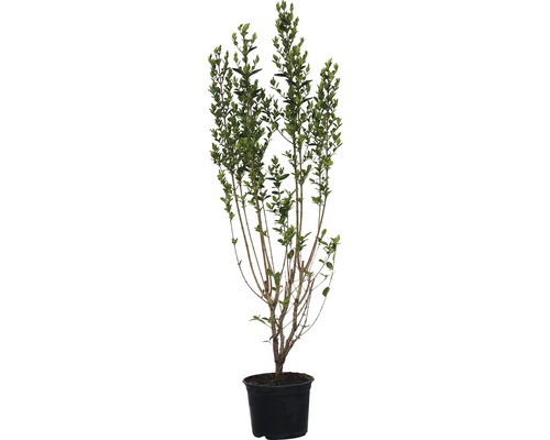 Troène de Californie à feuilles ovales FloraSelf® Ligustrum ovalifolium Ø 30 H 80-100 cm