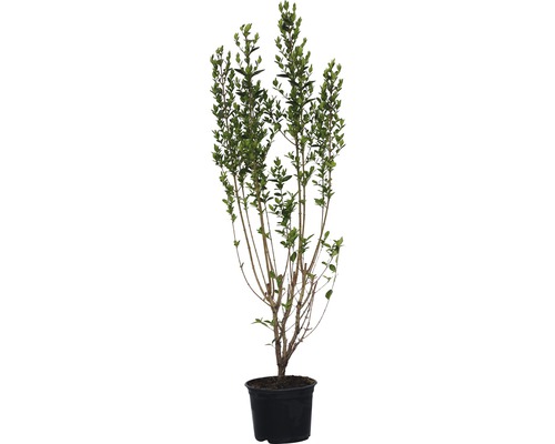 Ovalblättriger Liguster FloraSelf® Ligustrum ovalifolium Ø 30 H 80-100 cm