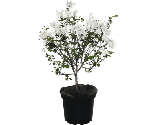 Lilas de Chine FlowerFesta White FloraSelf® Syringa microphylla H 40-50 cm