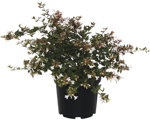 Abélie FloraSelf® Abelia grandiflora Ø 25 H 40-50 cm