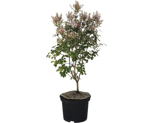 FloraSelf® Syringa microphylla Superba Kleinblättriger Flieder Ø 20 H 40-50 cm Blühender Zwergflieder im Topf