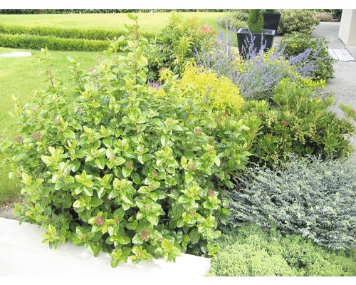 Verschiedene Pflanzen und Sträucher in einem Garten.