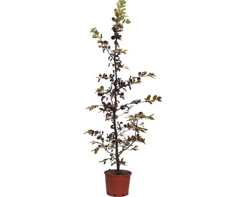 Hainbuche FloraSelf® Carpinus betulus Ø 30 H 150-175 cm