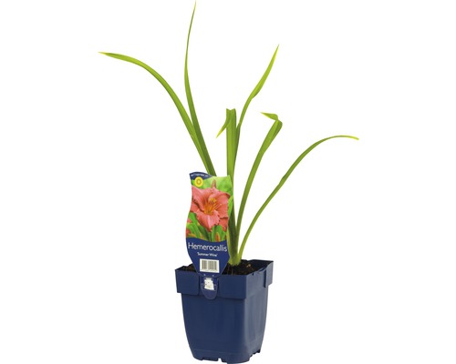Hémérocalle FloraSelf Hemerocallis-Cultivars 'Summer Wine' h 5-20 cm Co 0,5 l Hémérocalle ''Summer Wine'' en pot