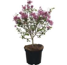Lilas nain en fleurs en pot