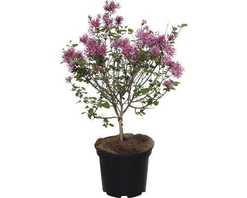 Lilas de Chine FloraSelf® Syringa microphylla FlowerFesta rose Ø 20 H 40-50 cm