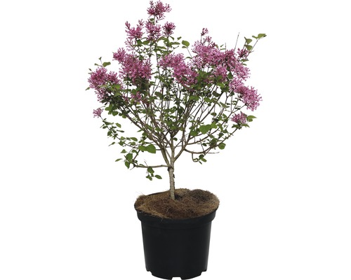 Zwerg Duftflieder FloraSelf® Syringa microphylla FlowerFesta Pink Ø 20 H 40-50 cm Blühender Zwergflieder im Topf