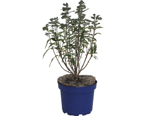 Bartblume FloraSelf® Caryopteris clandonensis Grand Bleu Ø 15 H 40-50 cm