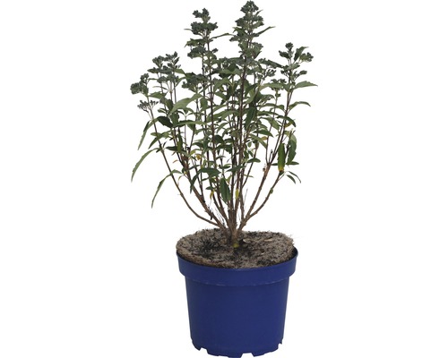 Spirée bleue FloraSelf® Caryopteris clandonensis Grand Bleu Ø 15 H 40-50 cm Arbuste en pot bleu