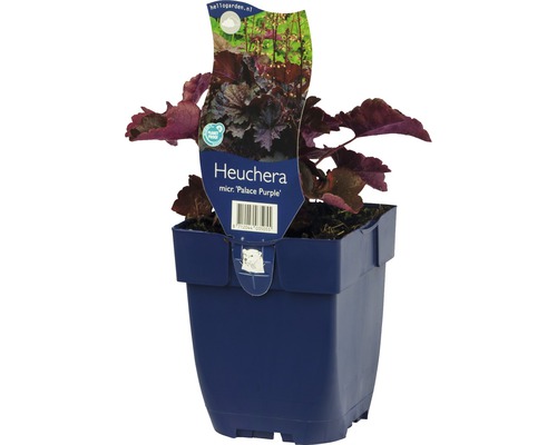 Purpurglöckchen FloraSelf Heuchera micrantha 'Palace Purple' H 5-20 cm Co 0,5 L, laubschön Purpurglöckchen FloraSelf Heuchera micrantha 'Palace Purple' H 5-20 cm Co 0,5 L, laubschön