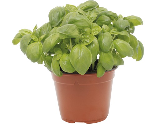 Basilic FloraSelf pot de 13 cm