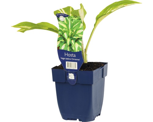 Funkie, Herzlilie FloraSelf Hosta-Cultivars 'Night Befor Christmas' H 5-60 cm Co 0,5 L