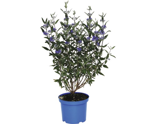 Bartblume FloraSelf® Caryopteris clandonensis Kew Blue Ø 15 H 40-50 cm