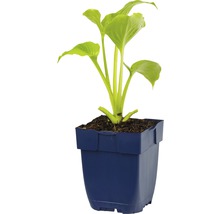 Plante Hosta dans un pot bleu