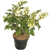 Eichenblatt-Hortensie im Topf