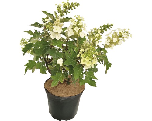 Hortensia à feuilles de chêne FloraSelf® Hydrangea quercifolia Munchkin Ø 25 H 30-40 cm Hortensia à feuilles de chêne en pot