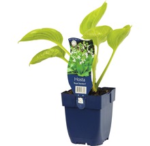 Hosta ''Royal Standard'' en pot