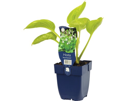 Funkie, Herzlilie FloraSelf Hosta-Cultivars 'Royal Standard' H 5-60 cm Co 0,5 L Funkie ''Royal Standard'' im Topf