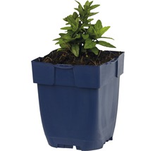 Plante en pot plastique bleu