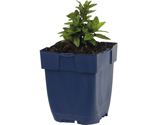 Pflanze in blauem Kunststofftopf