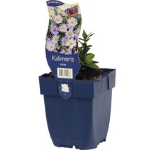 Kalimeris incisa en pot