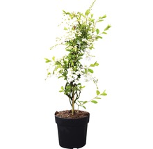 hängende Prunkspiere FloraSelf Exochorda macrantha 'The Bride' H 40-60 cm Co 6 L