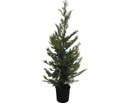 Englische Zypresse FloraSelf Cupressocyparis leylandii 125-150cm Co 12L