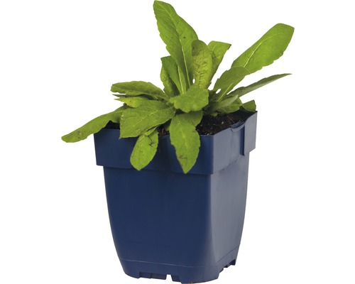 Plant de laitue en pot