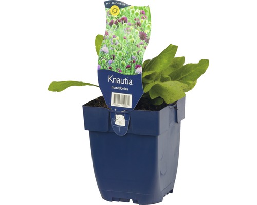 Plante Knautia macedonica en pot