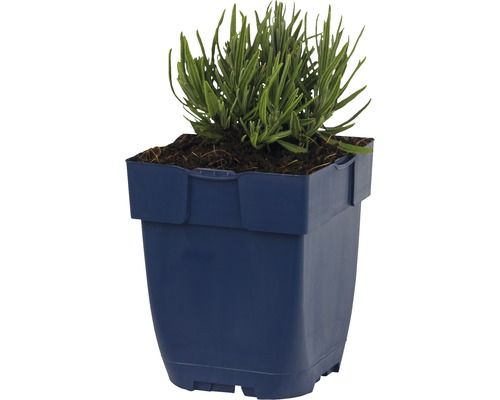 Lavendel in einem quadratischen Pflanzgefäß