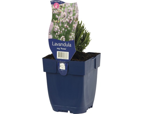 Lavande FloraSelf Lavandula angustifolia 'Rosea' h 5-20 cm Co 0,5 l