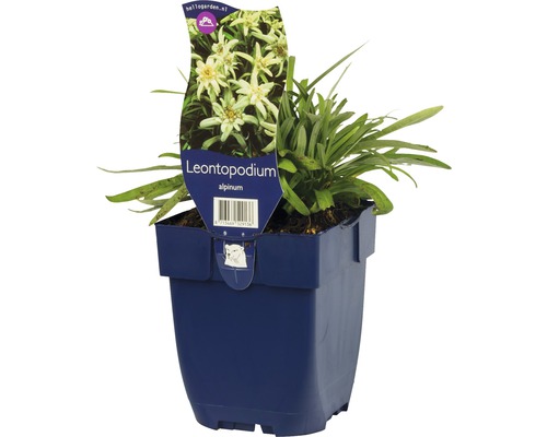 Edelweiss plante en pot