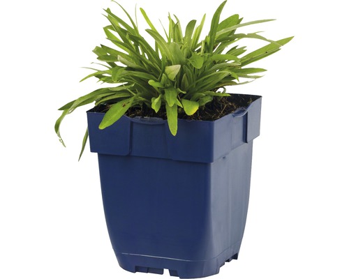 Plante de jardin en pot