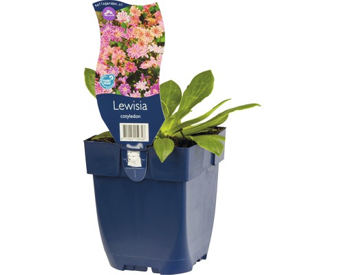 Lewisia cotyledon en pot