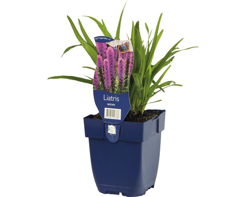 Flammenblume im Topf